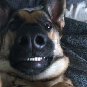 Meet your Posher, Henry